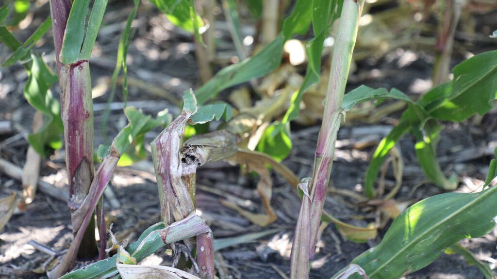 A close up photo of lodged corn in a wet cornfield.