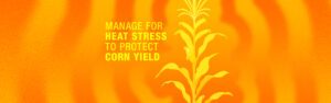 An illustration of overheating corn with text that reads 