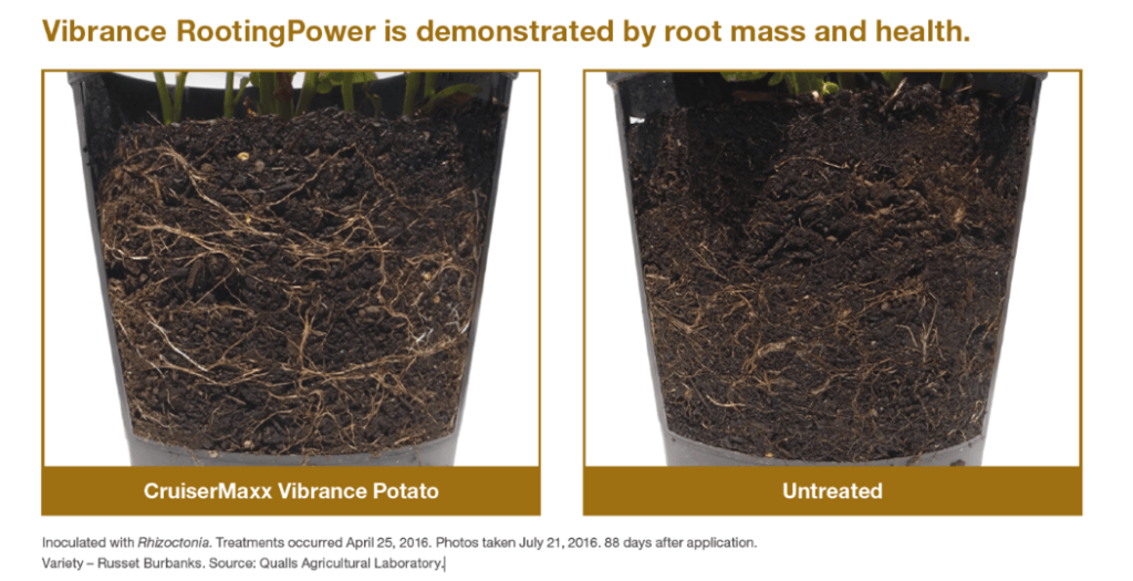 Comparison photo showing increased root mass and health in potatos treated with CruiserMaxx Vibrance Potato compared to untreated.