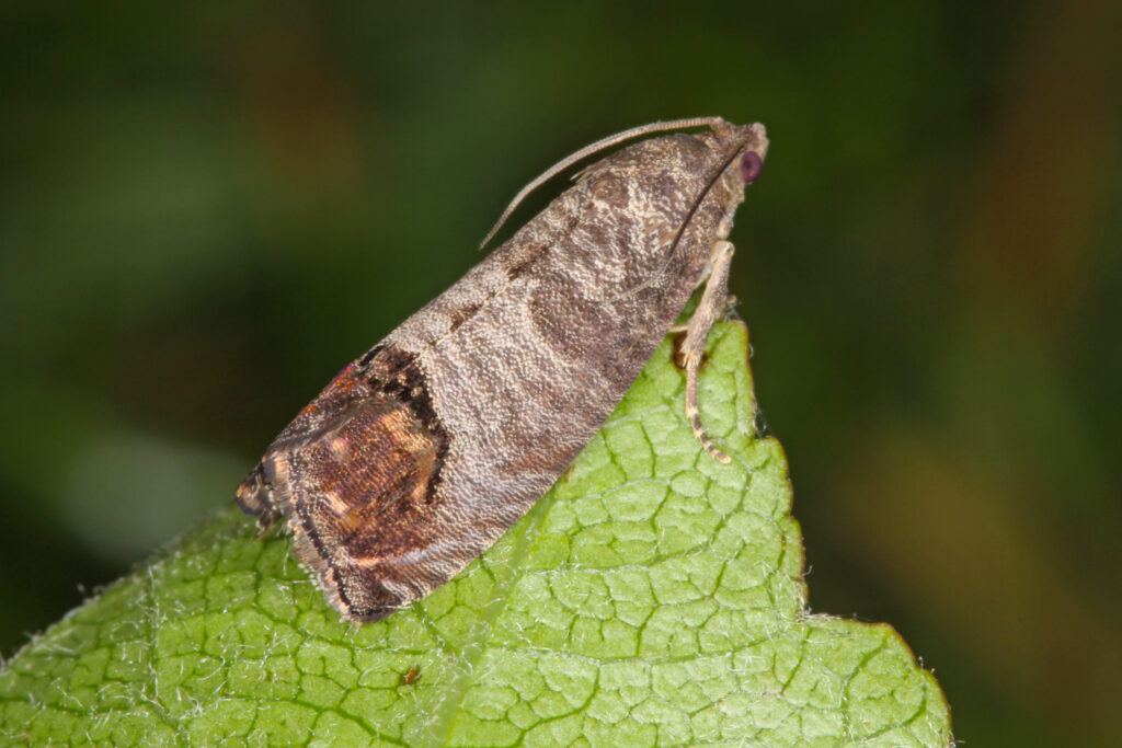 A close photo of a codling moth resting on a leaf. 