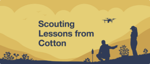 An illustration of two cotton growers scouting their fields with text that says 