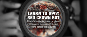 A zoomed-in perspective of Red Crown Rot on a soybean stem with text explaining its spread throughout the Midwest and the title 