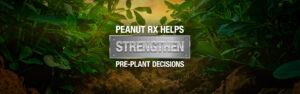 Healthy peanut plants and text that reads 
