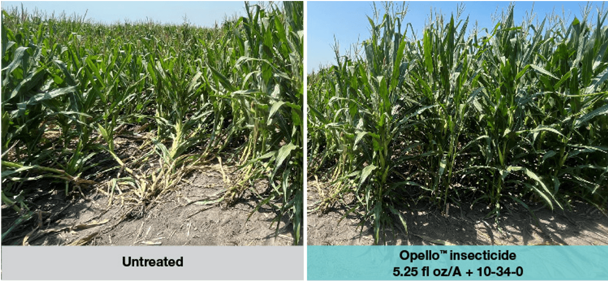 A comparison photo shows healthy corn treated with Opello insecticide compared to an untreated check damaged by below-ground insects.