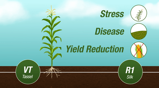An illustration of a corn plant depicting the ideal VT-R1 fungicide application timing 