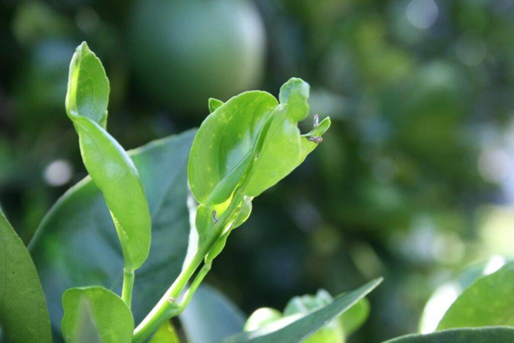 Close up photo of Asian citrus psyllids on leaves in a Florida grove.