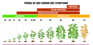 A timeline graphic shows the timing of red crown rot symptoms, including the vegetative and reproductive growth stages when they occur. The graphic shows timing details for reddish discoloration, foliar symptoms and perithecia, as well as growth stages VE through R7.