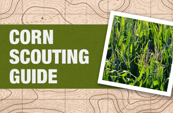 An illustration of health corn reads "CORN SCOUTING GUIDE"