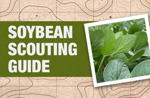 An illustration of healthy soybean reads "SOYBEAN SCOUTING GUIDE"