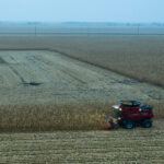 Bill McDonnell of Syngenta harvests corn at the Farm of the Future near Ottawa, Illinois, as part of a test of a soil probe that measures the efficacy of nitrogen applications.