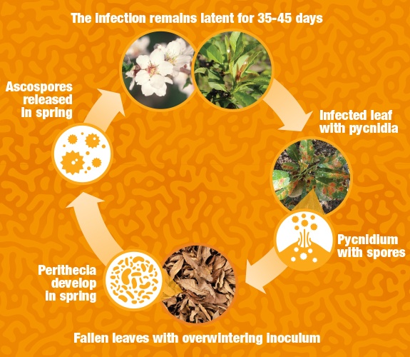 Infographic Image