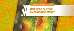 A close image of of almond tree leaves affected by red leaf blotch.