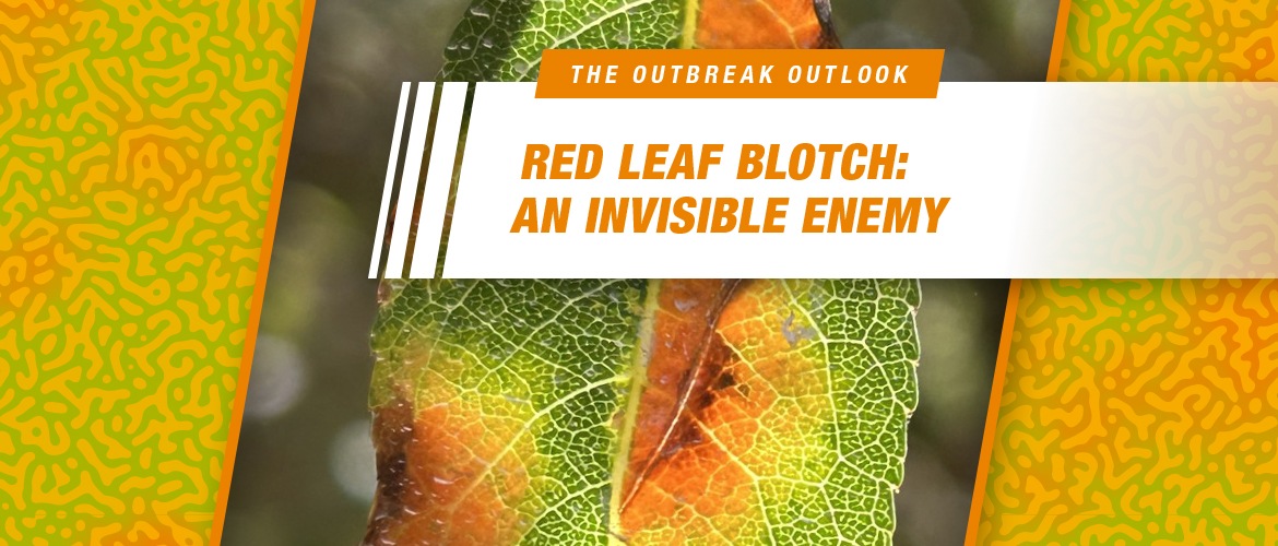 RED LEAF BLOTCH: An Invisible Enemy 🔎