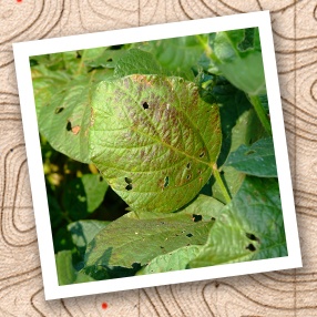 A close up photo shows tiny purple spots on soybean leaves caused by Cercospora Leaf Blight.