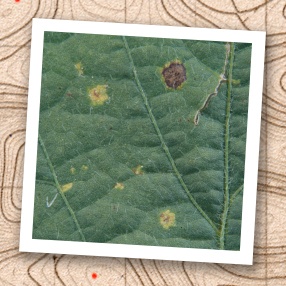 A close up photo shows a tan lesions with dark margins caused by frogeye leaf spot. 