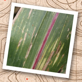 Corn leaves with long, rectangular gray lesions caused by gray leaf spot. 