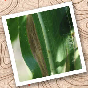 Corn leaves with cigar-shaped lesions containing black and gray spores caused by Northern corn leaf blight.