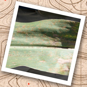 Clusters of orange pustules caused by Southern rust on a corn leaf.  