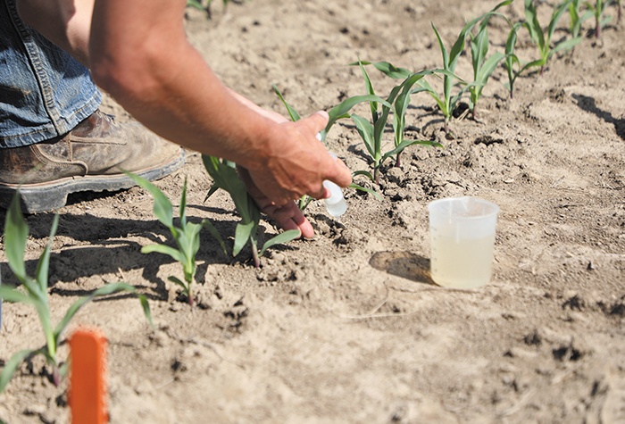 A field development scientist inspects corn seedlings