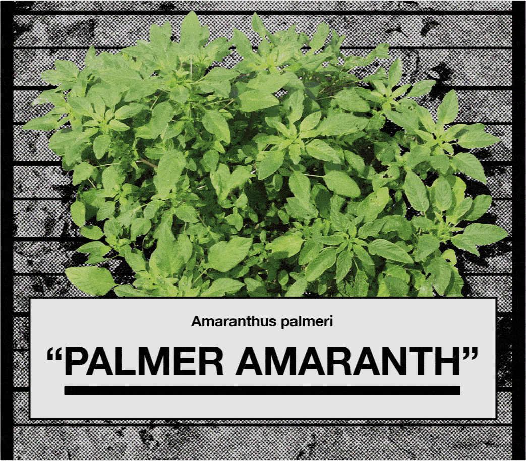 Palmer Amaranth