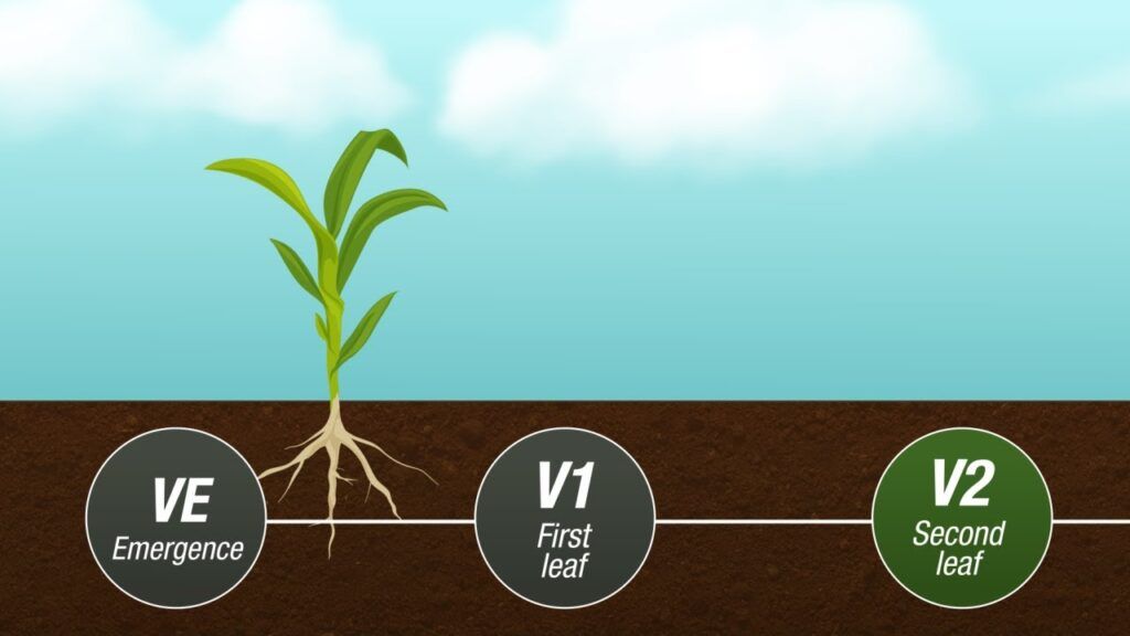 An illustration of corn growth stages