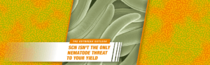 A close up photo shows what microscopic nematodes look like under a microscope with a headline that reads: SCN isn't the only nematode threat to your yield