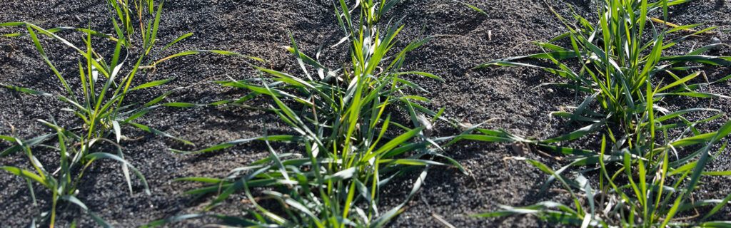 Healthy wheat emerges in clean rows