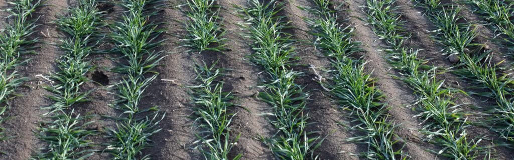 Healthy cereal crops emerging in clean rows