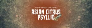 An illustration depicting Asian citrus psyllid damage to citrus trees with text that says 