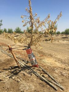 A close up image of a young almond tree infected with Phytopthora.