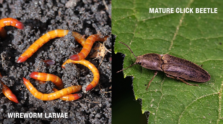 A comparison photo shows a close look at wireworm larvae and adult click beetles. 