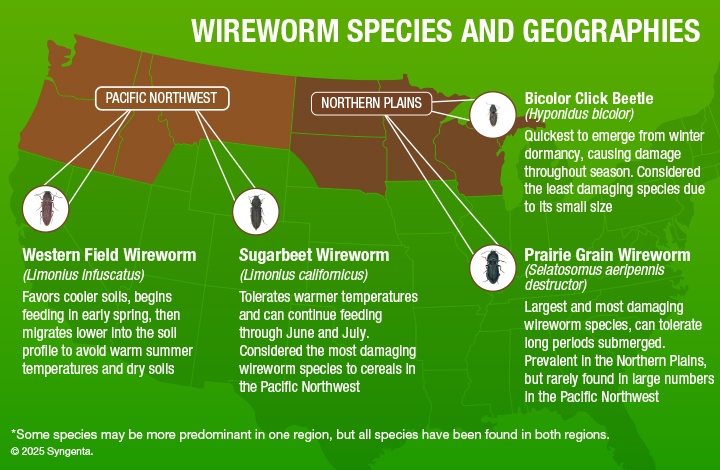 A map of the Pacific Northwest and Northern Plains shows where each species of wireworms can be found, including bicolor click beetles, prairie grain wireworms, sugarbeet wireworms, and western field wireworms. It includes details about timing of emergence and risk to yield. 