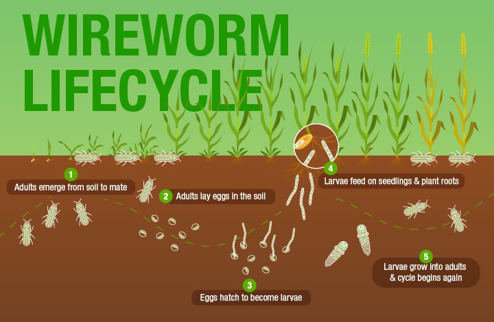 A graphic shows the life cycle of wireworms from the egg-laying stage to new adults alongside the life cycle of cereal crops. 