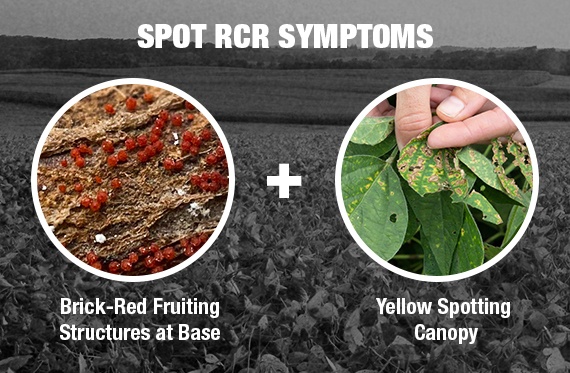 A comparison photo showing the main symptoms of Red Crown Rot. On the left is a close up of the red  fruiting structures at the base of the plant; on the right is the yellow spotting of the canopy that infected plants see. 