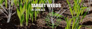 Wheat seedlings with an illustration of grass weeds popping up between rows
