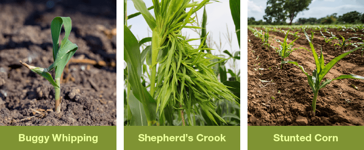 A graphic shows the difference between different types of corn injury: buggy whipping, shepherd's crook, and stunted corn