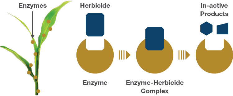 A graphic showing how MetaSafe technology works to protect crops from injury