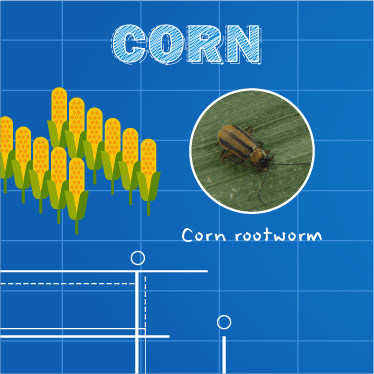 Infographic Image