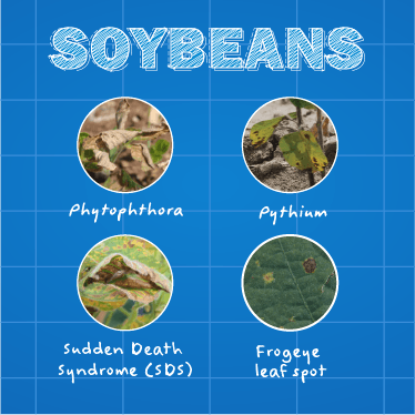 Infographic Image