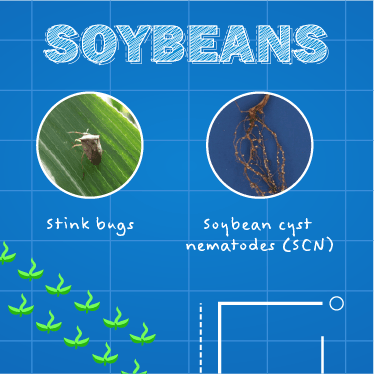 Infographic Image