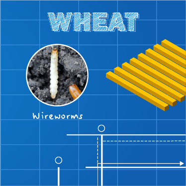 Infographic Image