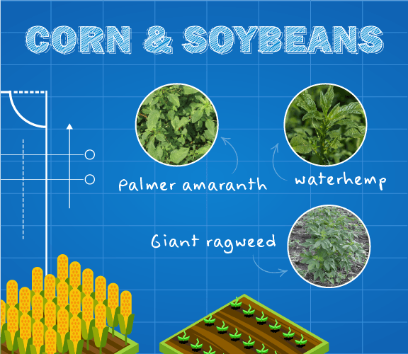 Infographic Image