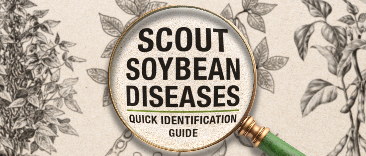 Scout Soybean Diseases: Quick Identification Guide