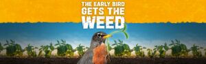 A robin stands in a field of emerging soybeans holding a weed in its mouth with text that says 