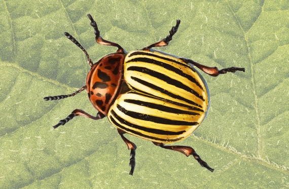 Illustration of a Colorado potato beetle.