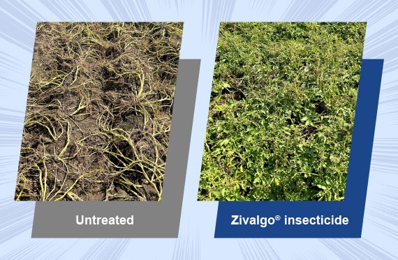 A photo set compares untreated potato plants to plants treated with two applications of Zivalgo insecticide.