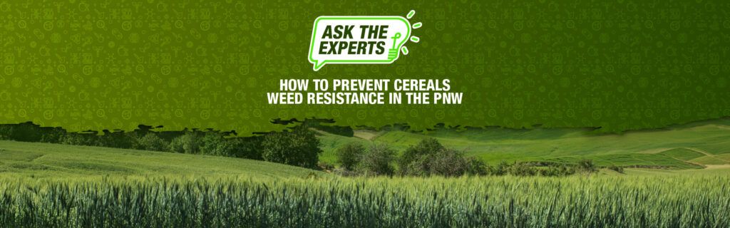 A beauty image of weed free cereals fields with Ask the Experts branding indicating that the article contains expert responses to grower questions about cereals herbicides and resistance