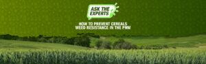 A beauty image of weed free cereals fields with Ask the Experts branding indicating that the article contains expert responses to grower questions about cereals herbicides and resistance
