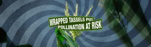 An illustration of corn with wrapped tassels and poor pollination with text that reads 