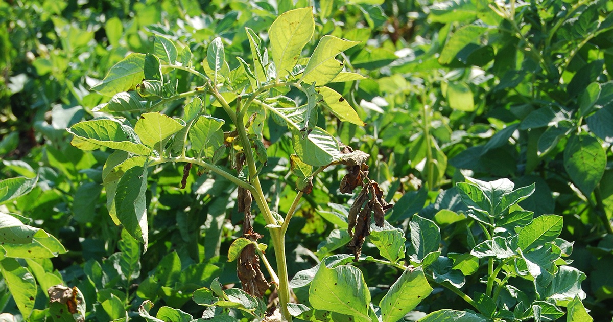 Watch Out for These Tough Potato Diseases | Syngenta Thrive